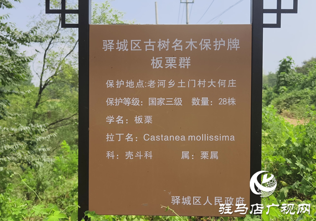 驛城區(qū)老河鄉(xiāng)：百年古栗園 繪就生態(tài)畫卷