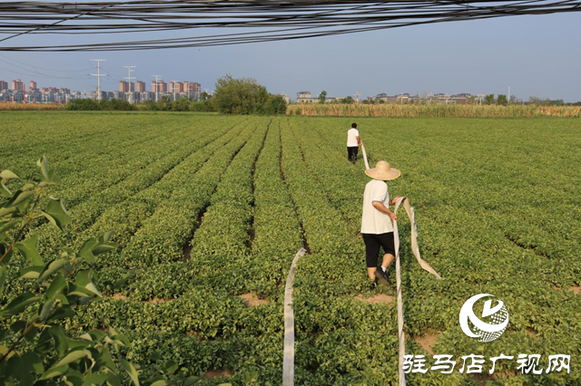驛城區(qū)香山街道：多管齊下抗旱 千畝農(nóng)田“解渴”有盼