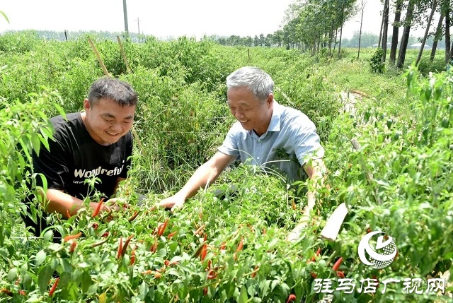  小辣椒喝上“及時水”——新蔡縣彌陀寺鄉(xiāng)積極抗旱保產(chǎn)