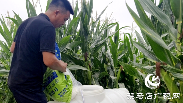 驛城區(qū)水屯鎮(zhèn)：久旱逢甘霖 莊稼煥生機