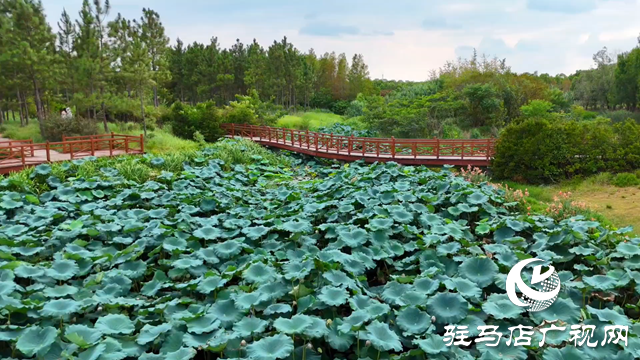 天中濕地植物園：從污水凈化到詩(shī)意棲居 勾勒生態(tài)新圖景