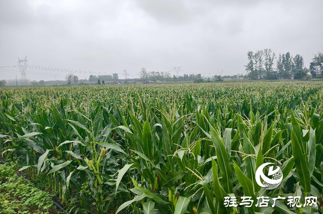 驛城區(qū)水屯鎮(zhèn)：久旱逢甘霖 莊稼煥生機