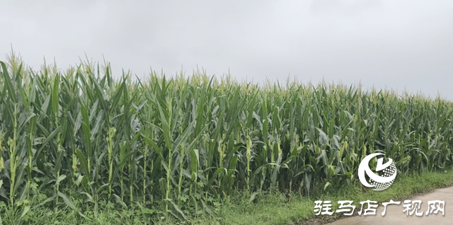 驛城區(qū)：田間地頭送技術(shù) 全力筑牢玉米穩(wěn)產(chǎn)根基