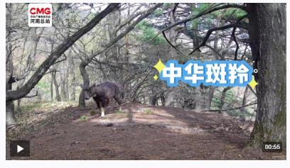 不被打擾的“相遇”！寶天曼多種野生動(dòng)物“入鏡”紅外相機(jī)