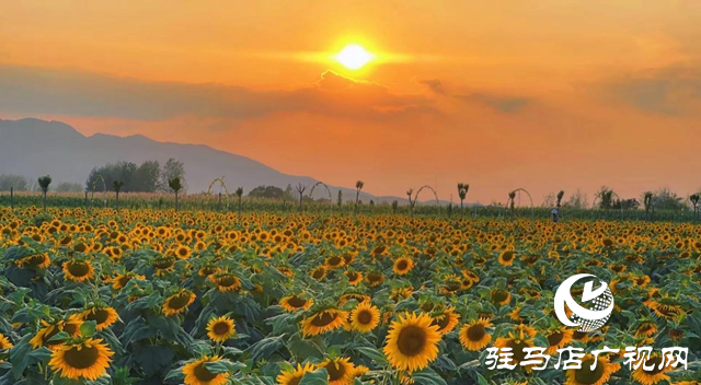 驛城區(qū)胡廟鄉(xiāng)：萬(wàn)畝向日葵盛放 成秋日打卡新熱點(diǎn)