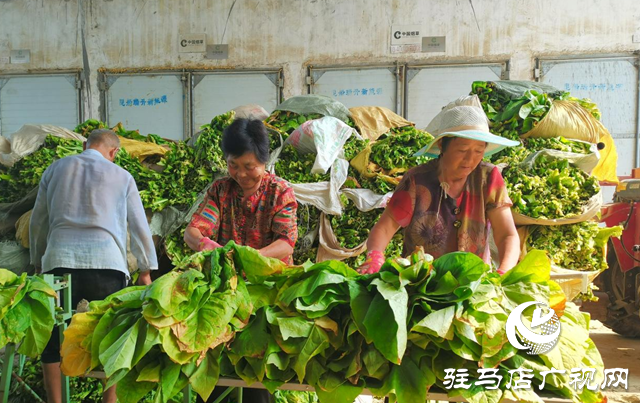泌陽縣郭集鎮(zhèn)：煙葉烘烤進(jìn)入收官季“金葉子”鋪就致富路