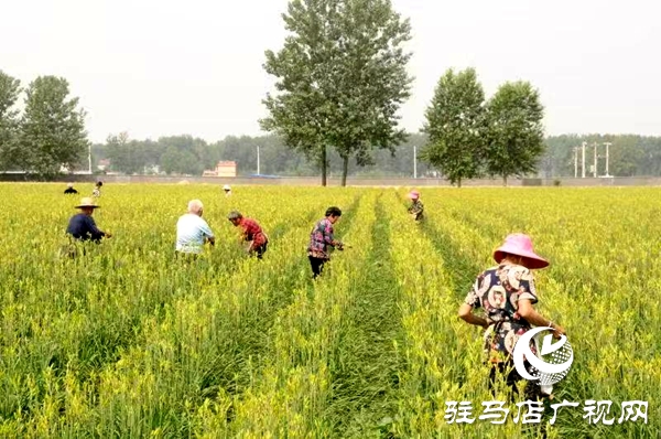平輿縣廟灣鎮(zhèn)：黃花菜結出富民增收“金花朵”