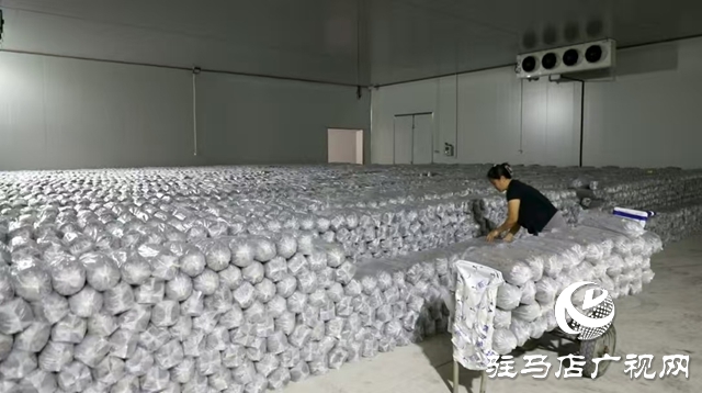 泌陽縣：菌棒生產(chǎn)助力食用菌產(chǎn)業(yè)多元化發(fā)展