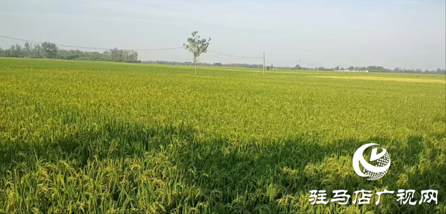 正陽縣陡溝鎮(zhèn)尚田村：百眼機(jī)井成為村民豐收的“希望井”