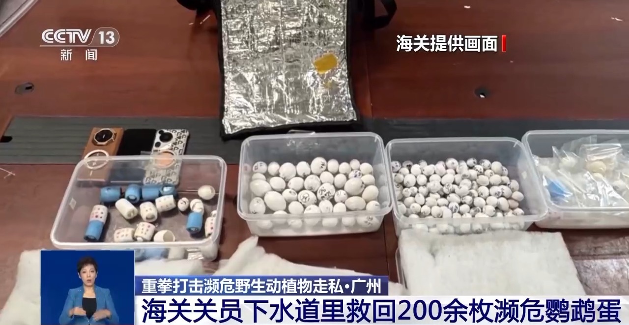 重拳打擊走私犯罪 海關總署查獲瀕危野生動植物制品479噸