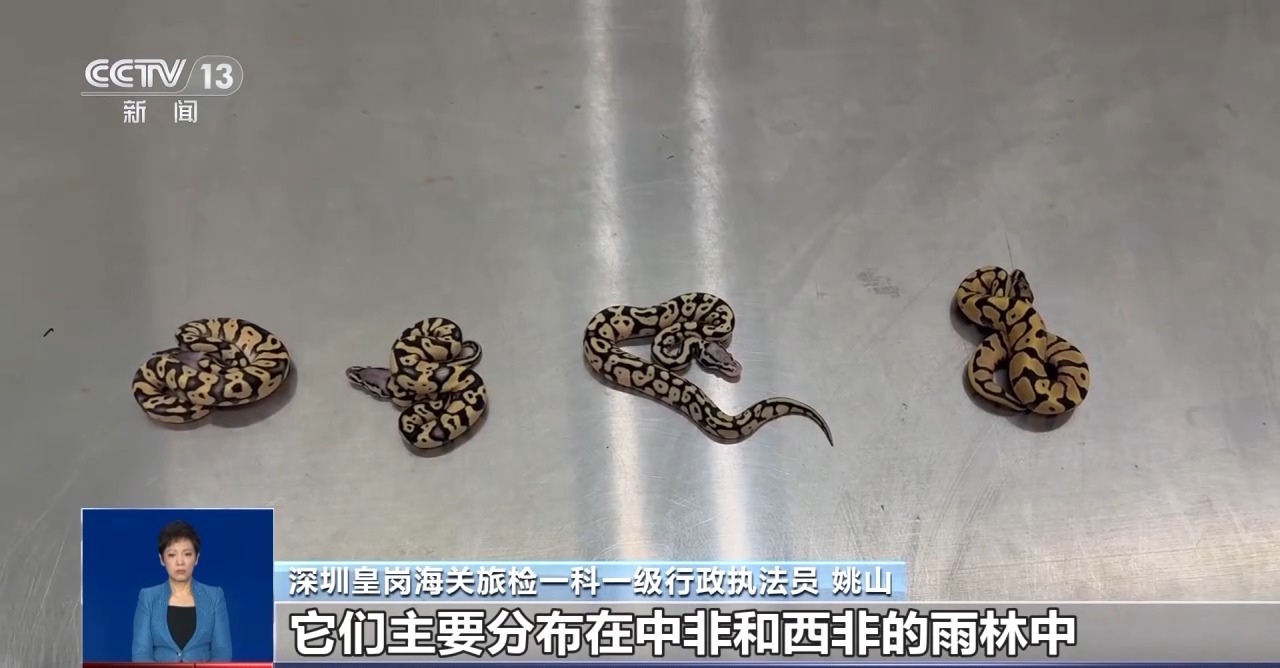 重拳打擊走私犯罪 海關總署查獲瀕危野生動植物制品479噸