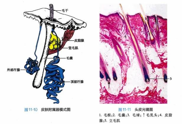 白頭發(fā)拔一根長(zhǎng)三根？到底能不能拔？終于弄清楚了