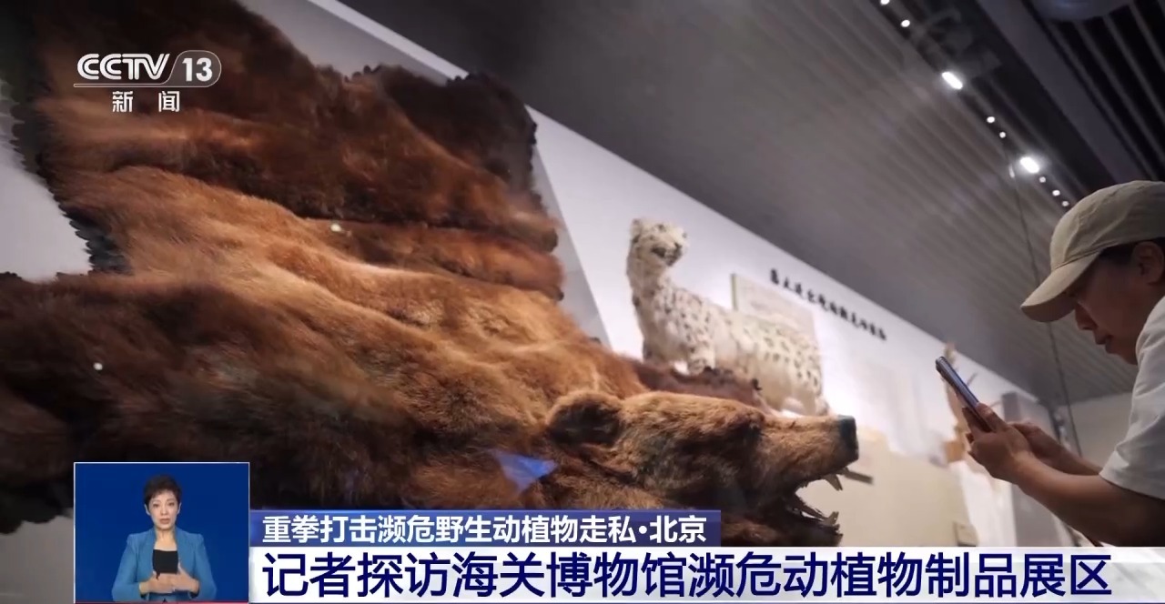 重拳打擊走私犯罪 海關總署查獲瀕危野生動植物制品479噸