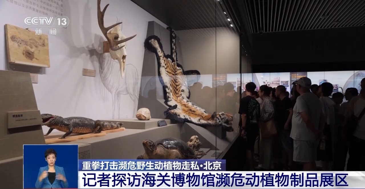 重拳打擊走私犯罪 海關總署查獲瀕危野生動植物制品479噸