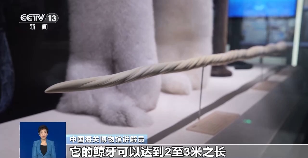 重拳打擊走私犯罪 海關總署查獲瀕危野生動植物制品479噸