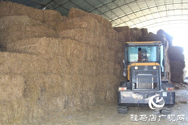  新蔡李橋：秸稈“變身”優(yōu)質飼料 綠色產(chǎn)業(yè)賦能鄉(xiāng)村振興