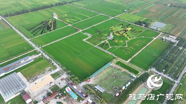 2025年河南省萬村千鄉(xiāng)農(nóng)民籃球賽駐馬店賽區(qū)暨社區(qū)運動會確山留莊稻田公園站活力開幕 