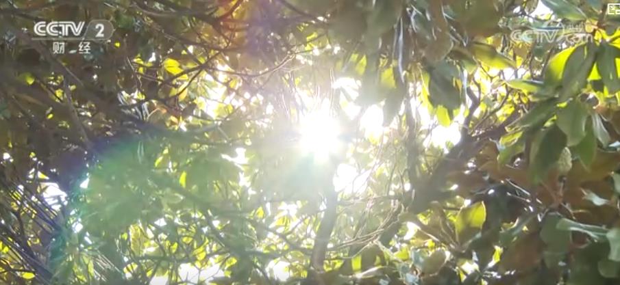 警惕“秋老虎”！晝夜溫差大 心腦血管疾病患者需防范
