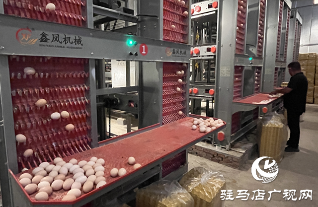科技賦能蛋雞產業(yè) 平輿縣萬金店鎮(zhèn)打造現(xiàn)代化“蛋倉”基地