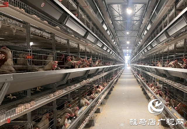 科技賦能蛋雞產業(yè) 平輿縣萬金店鎮(zhèn)打造現(xiàn)代化“蛋倉”基地